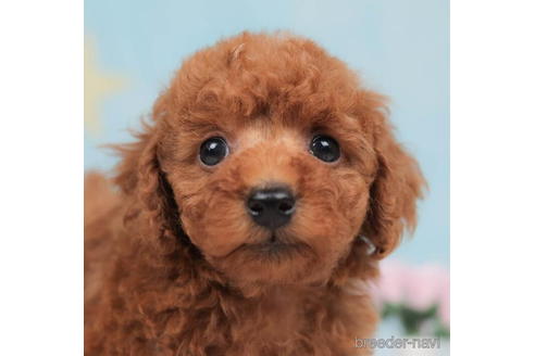 成約済の千葉県のトイプードル-207869の2枚目